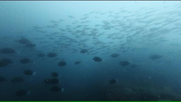 2026年4月18日　透視度回復傾向！＠神子元