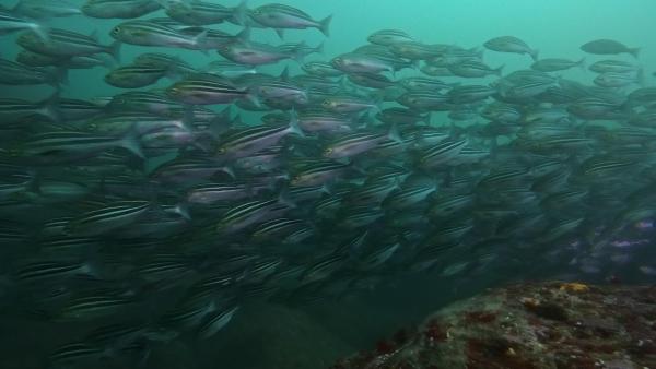 2026年4月14日　透視度不良でもハンマー群れ＠神子元