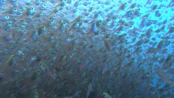 2026年4月16日　神子元島欠航により西伊豆雲見へ遠征