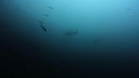 2026年5月6日　冷水エリアは真っ青ですが濁りエリアにはハンマー群れ[5]