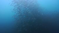 2026年5月6日　冷水エリアは真っ青ですが濁りエリアにはハンマー群れ[7]