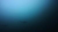 2026年5月6日　冷水エリアは真っ青ですが濁りエリアにはハンマー群れ[8]