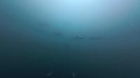 2026年5月17日　夏日　ハンマー群れに回遊魚とトータルコンディション上昇中[1]