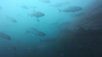 2026年5月17日　夏日　ハンマー群れに回遊魚とトータルコンディション上昇中[2]