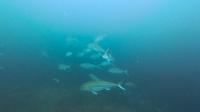 2026年5月17日　夏日　ハンマー群れに回遊魚とトータルコンディション上昇中[3]