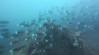 2026年5月17日　夏日　ハンマー群れに回遊魚とトータルコンディション上昇中[4]