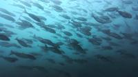 2026年5月17日　夏日　ハンマー群れに回遊魚とトータルコンディション上昇中[5]
