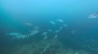 2026年5月17日　夏日　ハンマー群れに回遊魚とトータルコンディション上昇中[6]