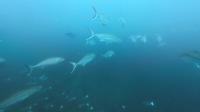 2026年5月17日　夏日　ハンマー群れに回遊魚とトータルコンディション上昇中[7]