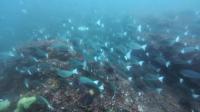 2026年5月17日　夏日　ハンマー群れに回遊魚とトータルコンディション上昇中[8]
