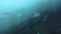 2026年5月20日　不安定な水色ですがハンマー群れ、クロヘリメジロザメ群れ、カマストガリザメ群れ[1]