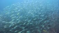 2026年5月20日　不安定な水色ですがハンマー群れ、クロヘリメジロザメ群れ、カマストガリザメ群れ[2]