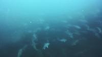 2026年5月20日　不安定な水色ですがハンマー群れ、クロヘリメジロザメ群れ、カマストガリザメ群れ[5]