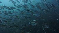 2026年5月20日　不安定な水色ですがハンマー群れ、クロヘリメジロザメ群れ、カマストガリザメ群れ[7]