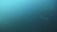 2026年5月20日　不安定な水色ですがハンマー群れ、クロヘリメジロザメ群れ、カマストガリザメ群れ[8]