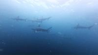 2026年6月11日　神子元に本格的な夏が到来　水温も１℃上昇！[4]