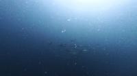 2026年6月12日　各ダイブでハンマー群れ　午後の冷水にご注意を[1]