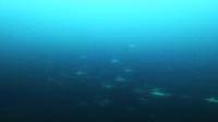 2026年6月14日　梅雨空の神子元4航海　全ダイブでハンマー群れ[1]