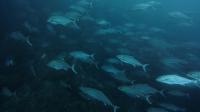 2026年6月20日　満船４航海の本日は手厳しいコンディション[2]
