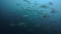 2026年6月20日　満船４航海の本日は手厳しいコンディション[4]