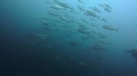 2026年6月20日　満船４航海の本日は手厳しいコンディション[6]