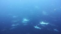 2026年6月22日　クローズ明けはうねりのコンディション３航海[5]