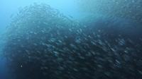 2026年6月23日　素晴らしき水中世界[5]