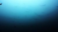 2026年6月23日　素晴らしき水中世界[8]