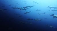 2026年6月29日　一気に南国ムードで東洋のガラパゴス　ニタリ出現[1]