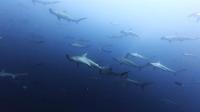 2026年6月29日　一気に南国ムードで東洋のガラパゴス　ニタリ出現[2]