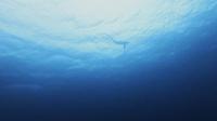 2026年6月29日　一気に南国ムードで東洋のガラパゴス　ニタリ出現[4]