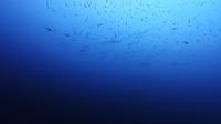 2026年6月29日　一気に南国ムードで東洋のガラパゴス　ニタリ出現[6]