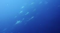 2026年6月29日　一気に南国ムードで東洋のガラパゴス　ニタリ出現[8]