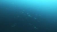 2026年6月14日　梅雨空の神子元4航海　全ダイブでハンマー群れ[7]