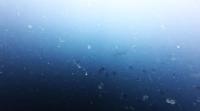 2026年6月11日　神子元に本格的な夏が到来　水温も１℃上昇！[6]