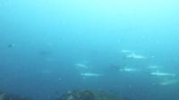 2026年7月8日　梅雨明け間近の神子元島　満船４航海[3]