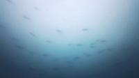 2026年7月12日　曇り空でしたが気温上昇の週末[3]