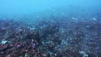 2026年7月12日　曇り空でしたが気温上昇の週末[6]