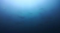 2026年7月16日　真夏日猛暑　視界不良の午前と青白い午後の潮[3]