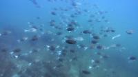 2026年7月16日　真夏日猛暑　視界不良の午前と青白い午後の潮[4]