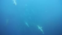 2026年7月16日　真夏日猛暑　視界不良の午前と青白い午後の潮[5]