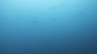 2026年7月18日　４航海目に２８度の青潮到来で黒潮支流効果発揮[7]