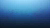 2026年7月22日　透視度水温コンディションアップ[3]