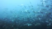 2026年7月24日　真夏日の本日は魚影乱舞[7]