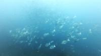 2026年7月24日　真夏日の本日は魚影乱舞[8]