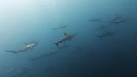 2026年7月26日　海が青くなりたがってようです[2]