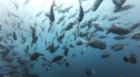 2026年7月26日　海が青くなりたがってようです[4]