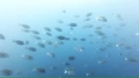 2026年7月26日　海が青くなりたがってようです[6]