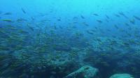 2026年7月26日　海が青くなりたがってようです[7]