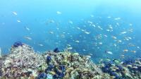 2026年7月26日　海が青くなりたがってようです[8]